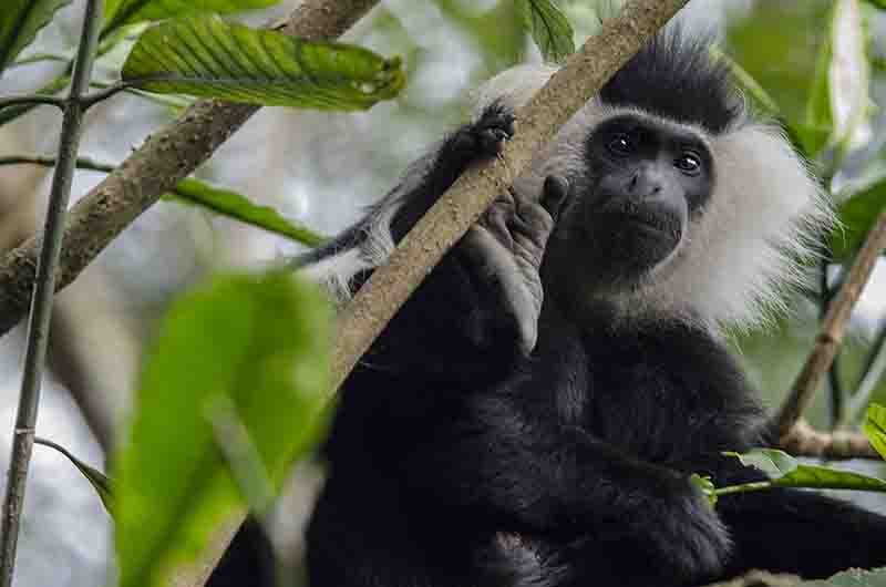 Mono Colobo de Angola - parque nacional de Nyungwe - Ruanda 04.jpg